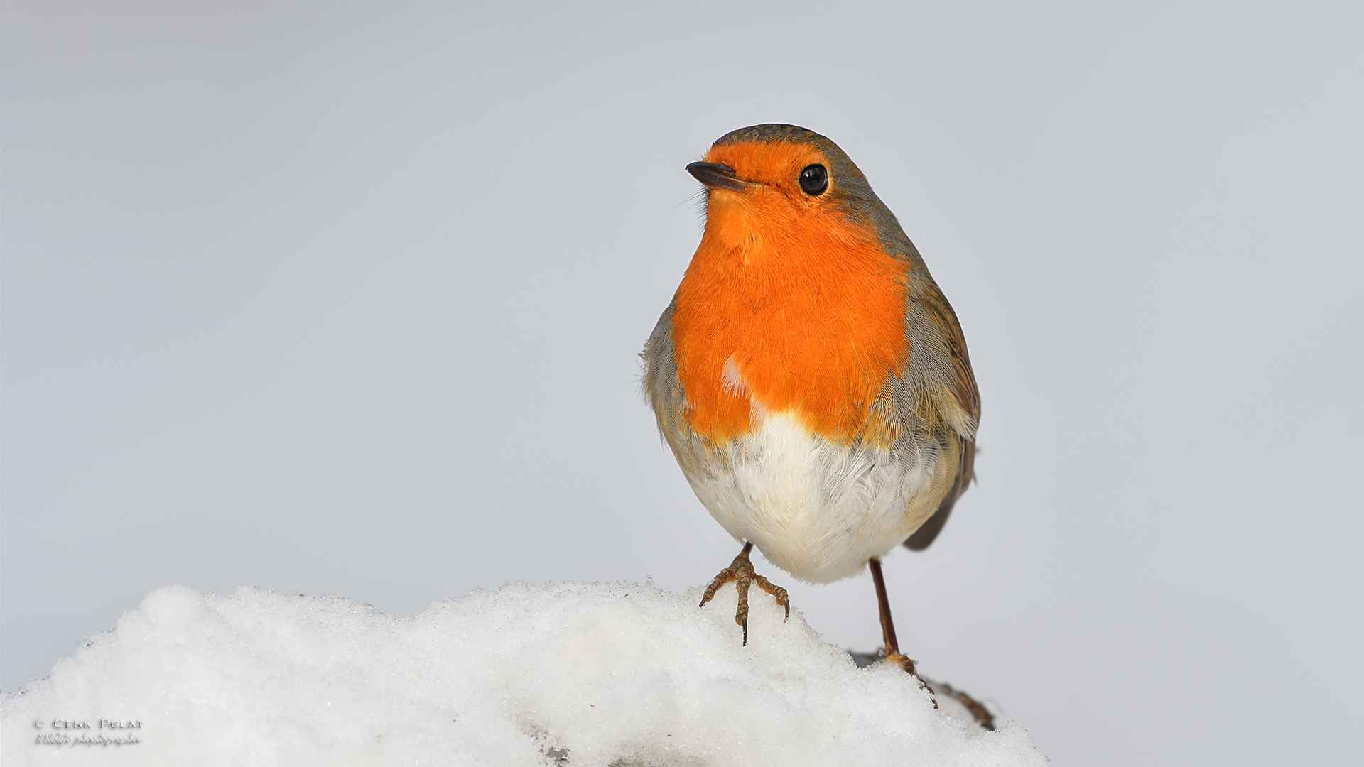 European Robin